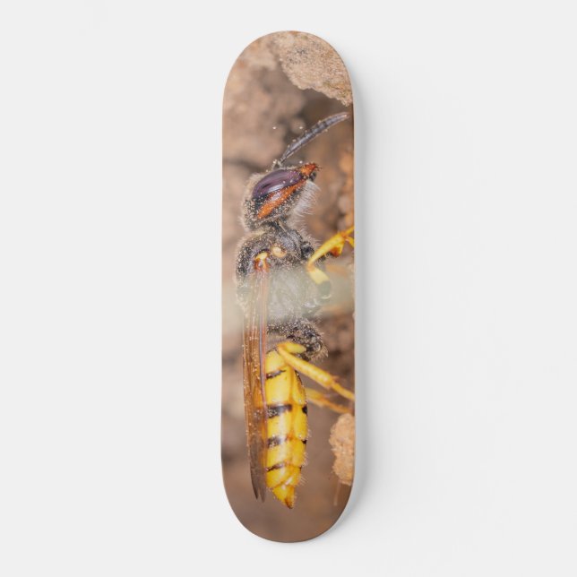 Close-up photograph of a wasp skateboard (Vorderseite)