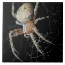 Close Up Wonder: European Garden Spider Fliese