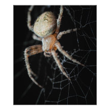 Close Up Wonder: European Garden Spider