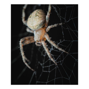 Close Up Wonder: European Garden Spider Fotodruck