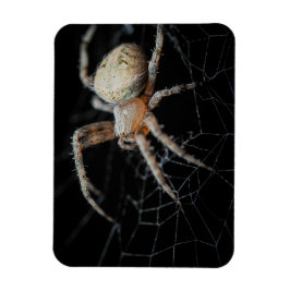 Close Up Wonder: European Garden Spider Magnet