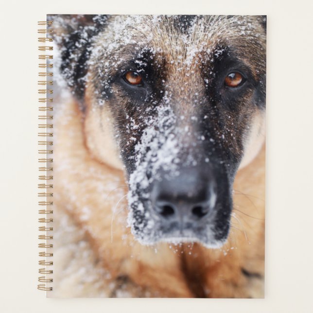 Closeup Berger Allemand Couvert De Neige (Devant)