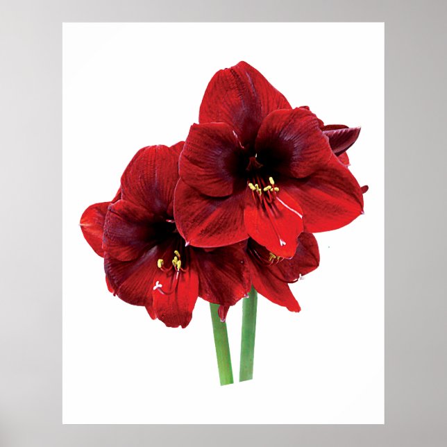 Closeup des Red Amaryllis Poster (Vorne)
