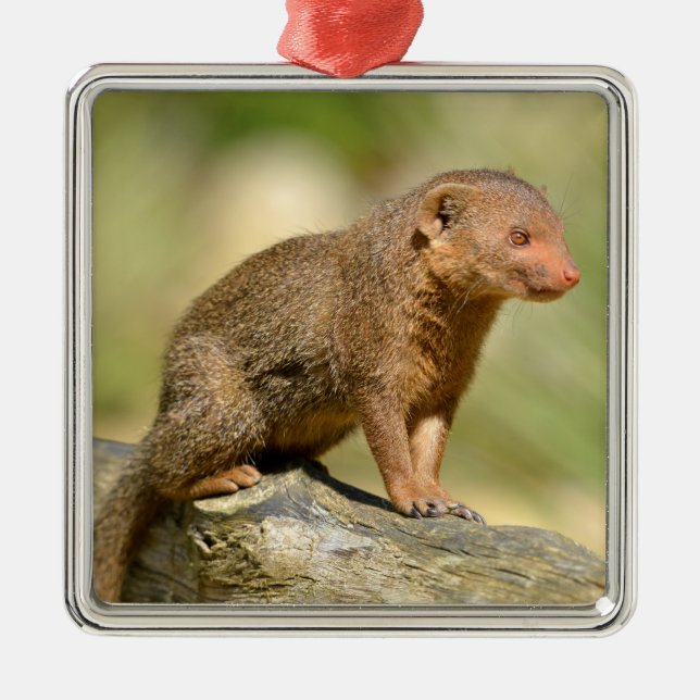 Closeup dwarf mongoose postcard square sticker ornament aus metall (Vorne)