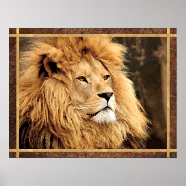 Closeup Lion Foto Poster (Vorne)