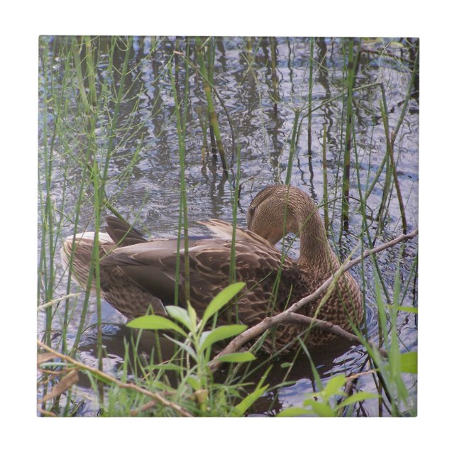 Closeup photo of a duck fliese (Vorderseite)