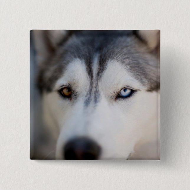 Closeup Stoic Gaze of an Alaskan Malamute Button (Vorderseite)