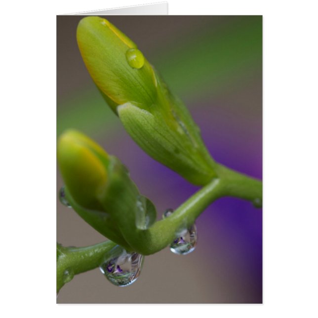 Closeup Water Drops Morning Glory Reflections (Devant)