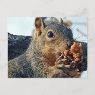 Closeup Yummy Postkarte