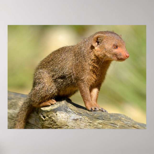 Closeup Zwerg-Mongoose Postcard Square Aufkleber m Poster (Vorne)