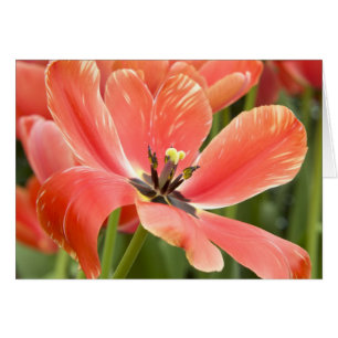 Closeuse de la Tulipe orange