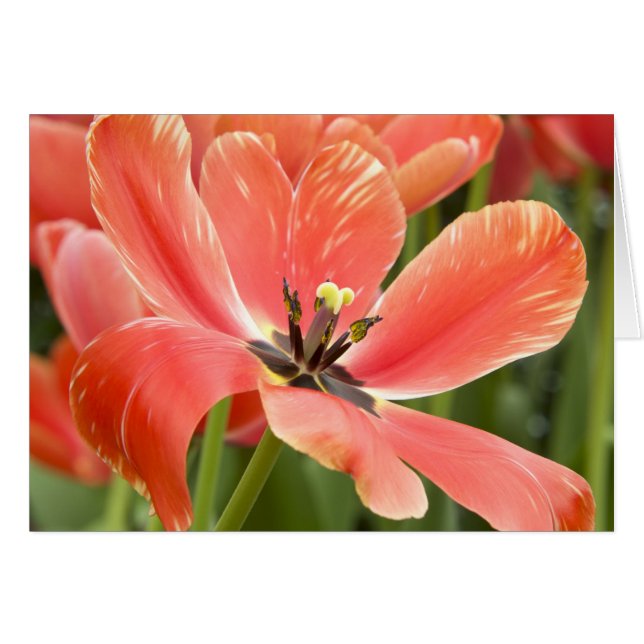 Closeuse de la Tulipe orange (Devant Horizontal)