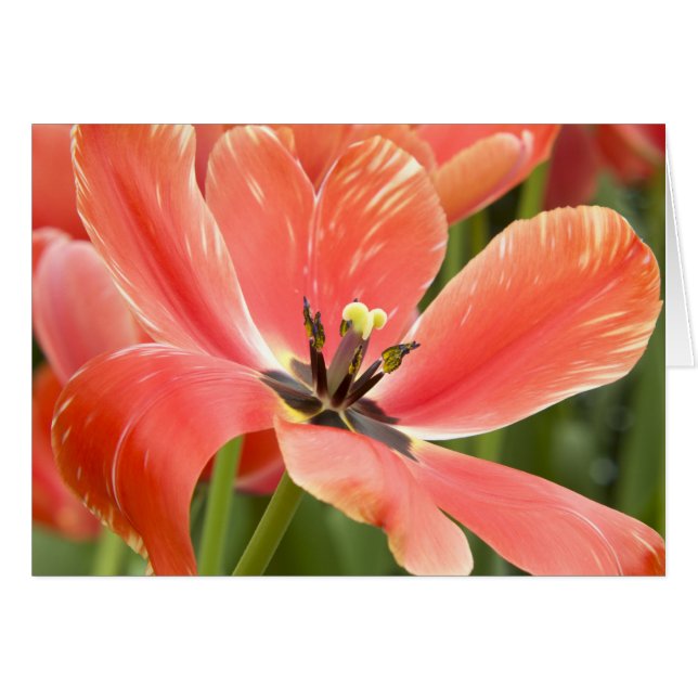 Closeuse des Tulipes orange (Devant Horizontal)