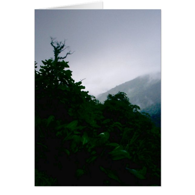 "Cloud Forest" (Vorne)
