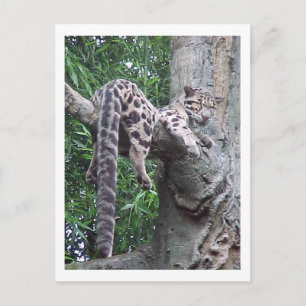 Cloud Leopard Postkarte