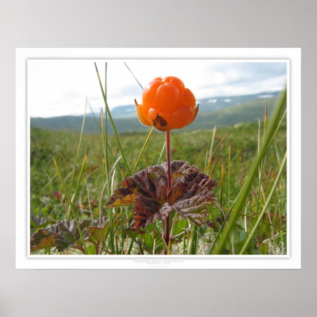 Cloudberry Poster (Vorne)