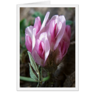 Clover - Montagnes Rocheuses