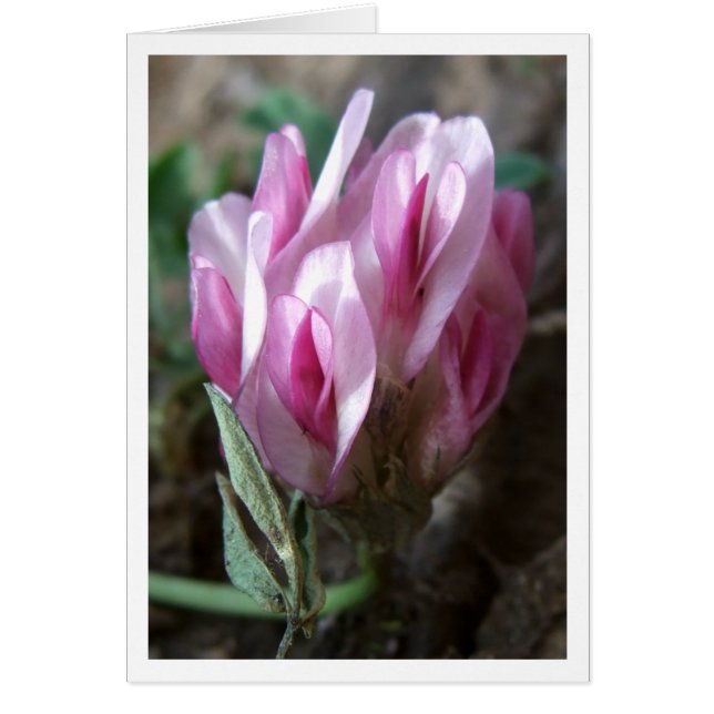 Clover - Montagnes Rocheuses (Devant)