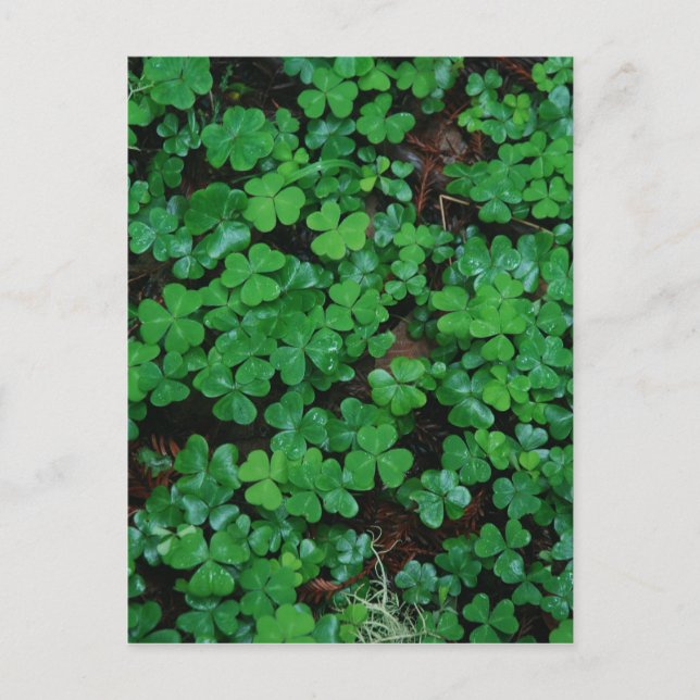 Clovers Benutzerdefinierte Postkarte (Vorderseite)