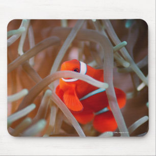 Clown anemonefish 2 mousepad