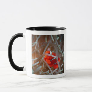 Clown anemonefish 2 tasse
