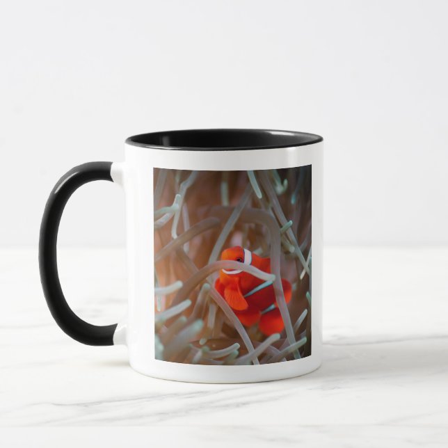 Clown anemonefish 2 tasse (Links)