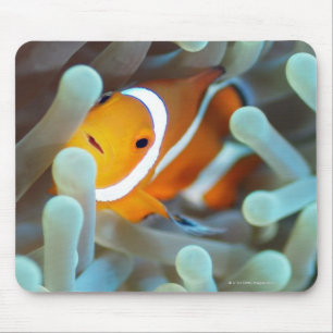 Clown anemonefish 3 mousepad