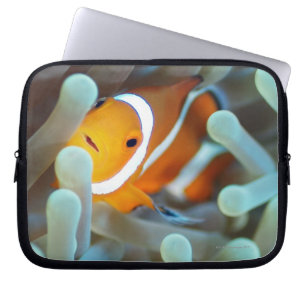Clown Anemonefish Laptopschutzhülle