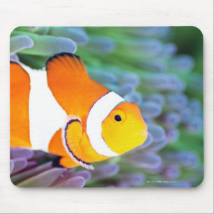Clown anemonefish mousepad