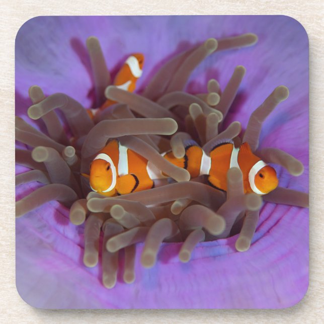 Clown Anemonefish Set von 6 Untersetzer (Vorderseite)