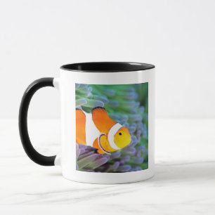 Clown anemonefish tasse