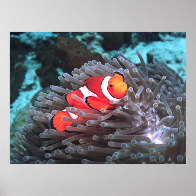Clown Anenomefish Poster (Vorne)