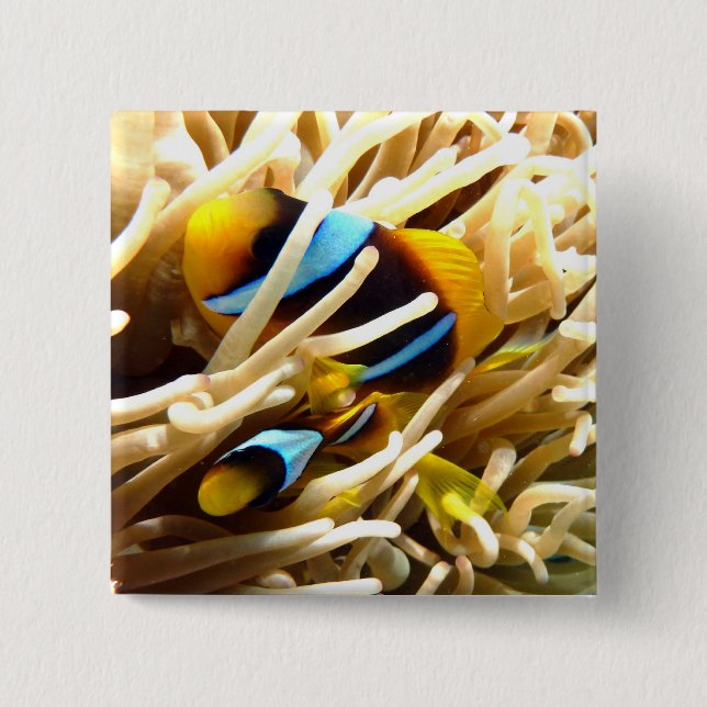 Clown-Fische Button (Vorderseite)