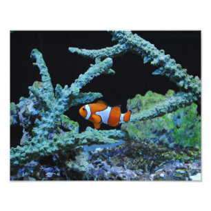Clown-Fische in der Koralle Fotodruck