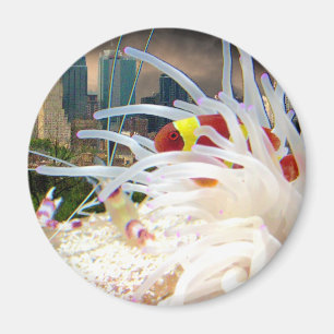 Clown-Fische Magnet