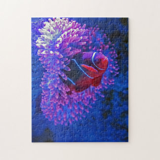 Clown Fish Coral Reef Lebewesen Meereslebewesen Ar
