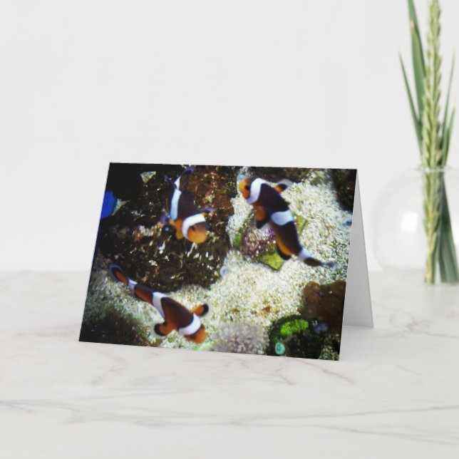 "Clown Fish" Get Well Card Karte (Vorderseite)