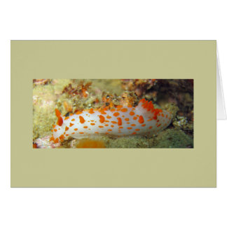 Clown Nudibranche