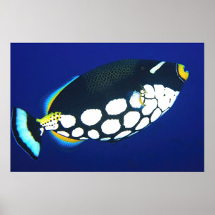 Clown-Trigger in Blau Poster