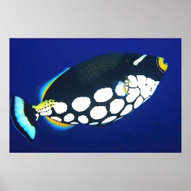 Clown-Trigger in Blau Poster (Vorne)