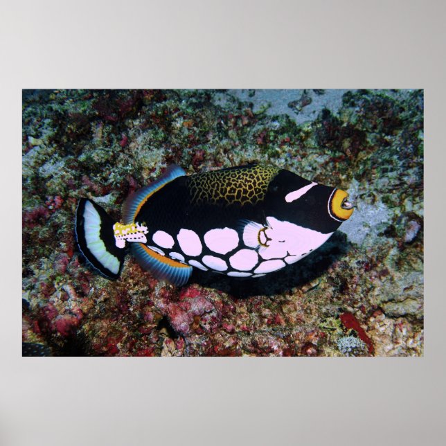 Clown Triggerfish Poster (Vorne)