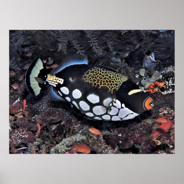 Clown Triggerfish Raja Ampat Poster (Vorne)