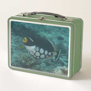 Clown Triggerfish Swims in Bega Lagoon Fidschi Metall Brotdose