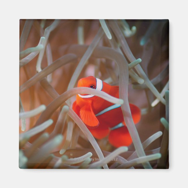 Clownanemonefisch 2 magnet (Vorne)