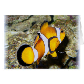 Clownfisch