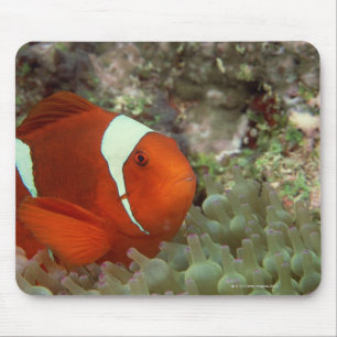 Clownfisch 2 mousepad