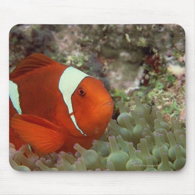 Clownfisch 2 mousepad (Vorne)
