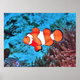 Clownfisch am Riff Poster
