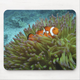 Clownfisch (Amphiprion ocellaris) Mousepad