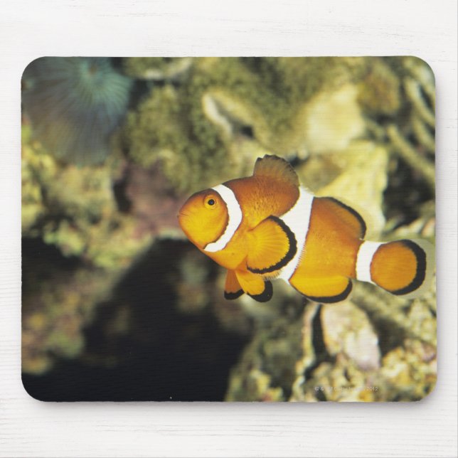 Clownfisch (Amphiprion ocellaris), Mousepad (Vorne)